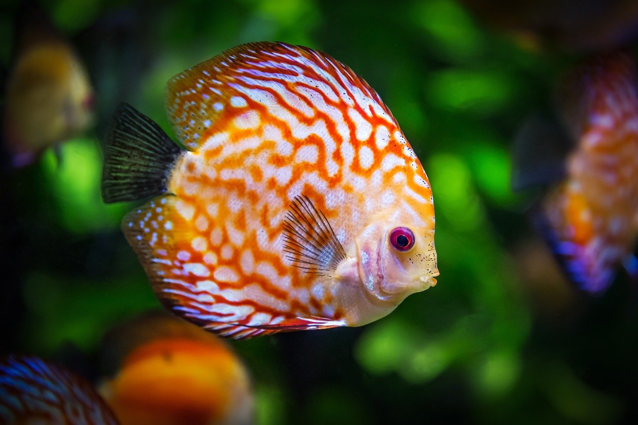 discus fish 1943755 1280